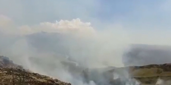 Жаркенттегі дала өрті бойынша қылмыстық іс қозғалды