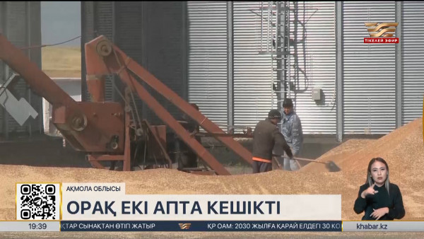Ақмола облысында егін орағы екі аптаға кешігіп жатыр