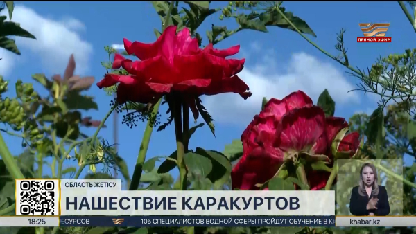 На нашествие каракуртов жалуются жители области Жетысу