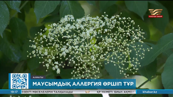 Аллергиямен ауыратындардың саны жыл сайын 20% артып барады
