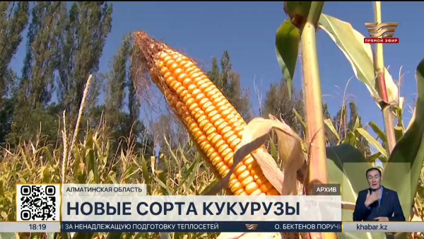 Новые сорта кукурузы вывели казахстанские селекционеры