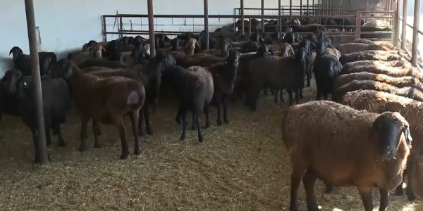 Ауыл шаруашылығы саласын дамыту керек