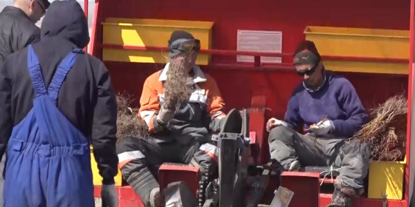 В области Улытау за один день посажено 135 тысяч деревьев