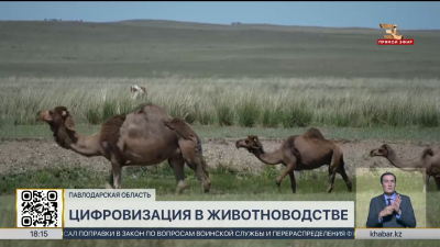 Цифровая база данных сельхозживотных заработала в  Павлодарской области