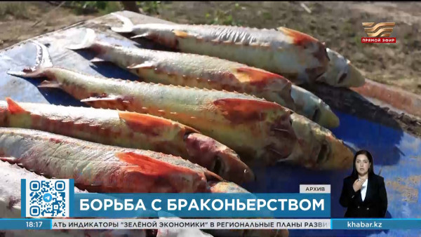 Свыше 11 тонн рыбы изъято из незаконного оборота в рамках акции &laquo;Бекіре&raquo;