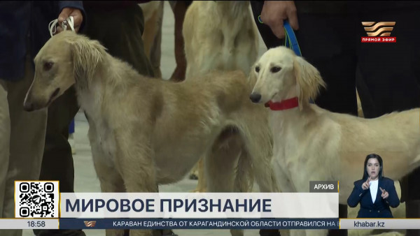 Казахская порода тазы получила предварительное признание на международном уровне