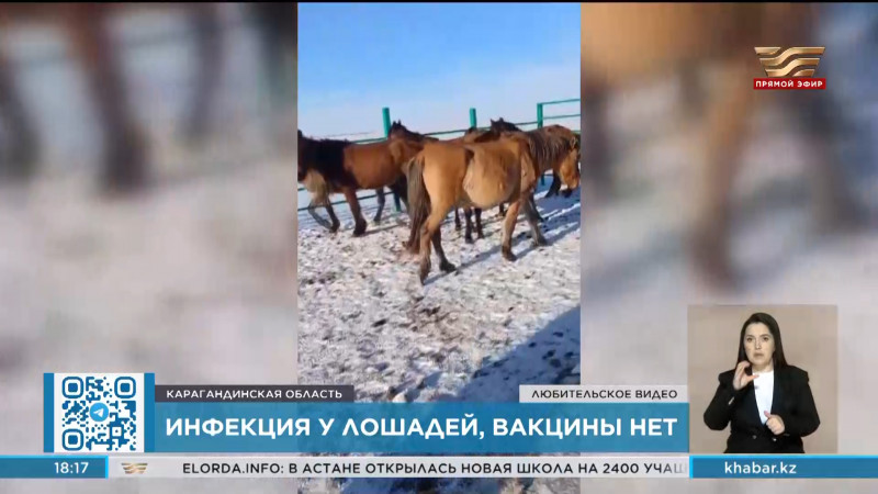 Жители села Тортколь жалуются на неизвестную инфекцию у лошадей