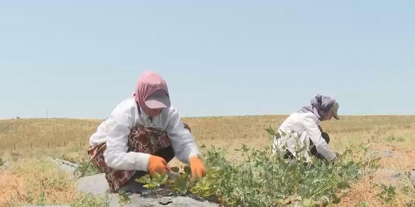 Шымкенттік шаруалар жаппай құлпынай өсіруге көшті