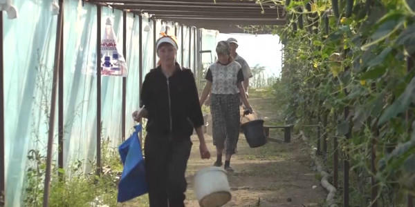 Хозяйство по выращиванию овощей создала жительница области Абай