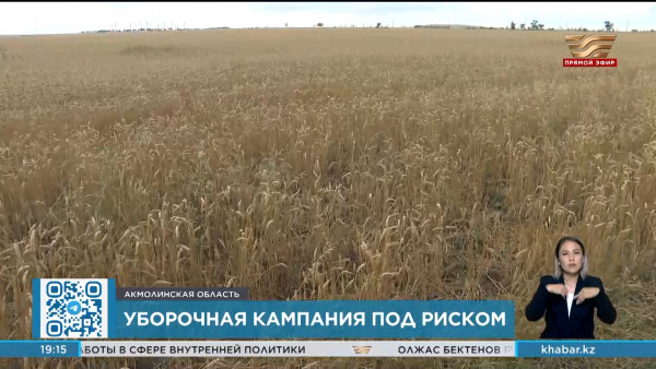 Урожай под дождем: акмолинские аграрии тревожатся за качество зерновых