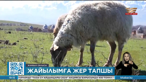 Жамбыл облысында жайылым жер тапшы