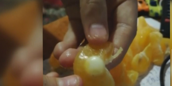 СҚО-да жемістің ішінен дәріге ұқсас белгісіз зат анықталды