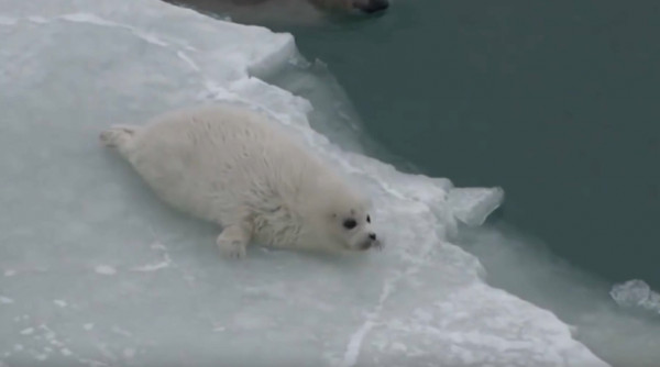 Сарапшылар: Итбалық саны тұрақты