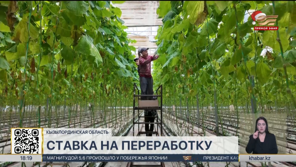 Аграрии Кызылординской области переходят к переработке сырья
