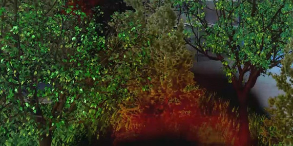 Семей орманындағы өрттің аумағы 60 мың гектарға жетті