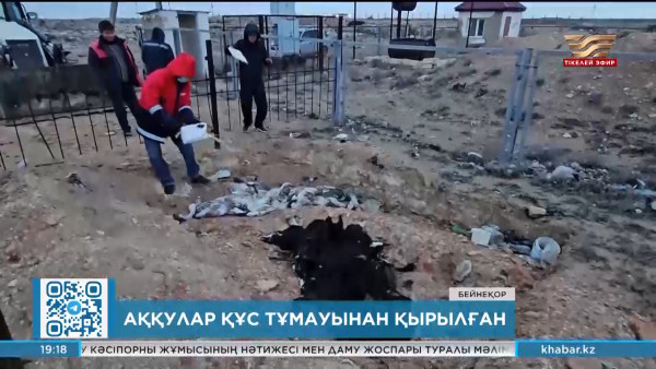 Аққулар құс тұмауынан қырылған