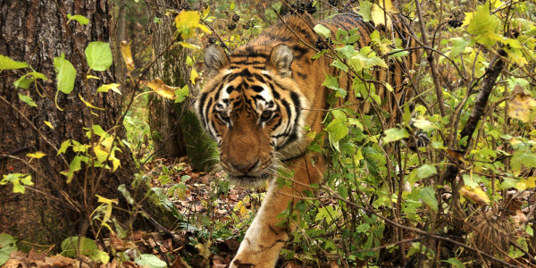 Тұран жолбарысына тұрақ бола аламыз ба?