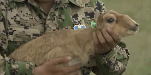 Еділ мен Жайық арасында 350 мыңға тарта бөкен бар