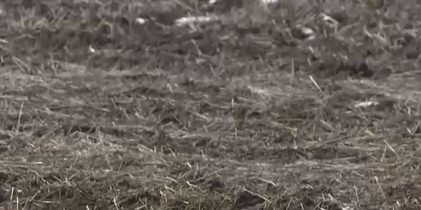 Қардың қызығын диқандар көріп жатыр