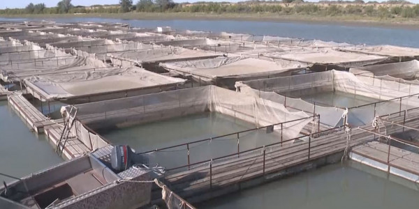 Атырауда 2018 жылы қырылған балықтың шығыны әлі өтелмеген