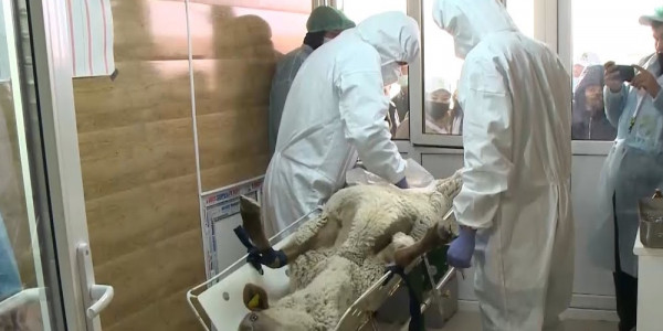 Алматы облысының шаруалары қойды эмбрионмен ұрықтандыра бастады