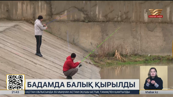 Шымкенттегі Бадам өзенінде балықтар қырыла бастады