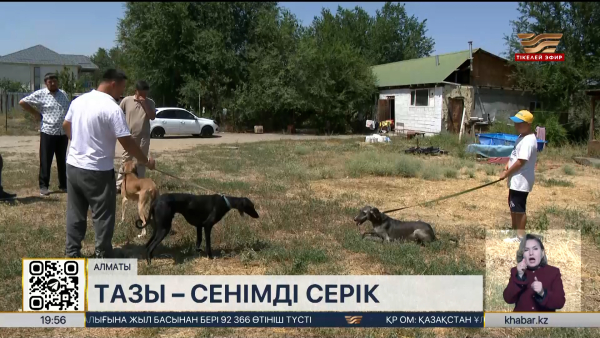 «Қазақы ит тұқымдары» ұлттық орталығы 100 таза қанды тазы асырайды