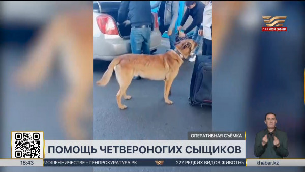 33 факта перемещения наркотиков выявлено кинологами АФМ