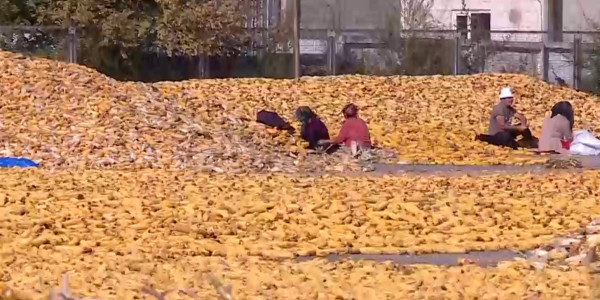 В чем причина низкой цены урожая кукурузы в Казахстане?