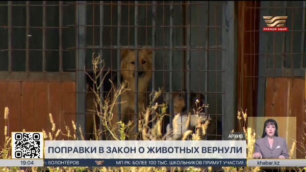 Поправки в закон о животных вернули в Мажилис