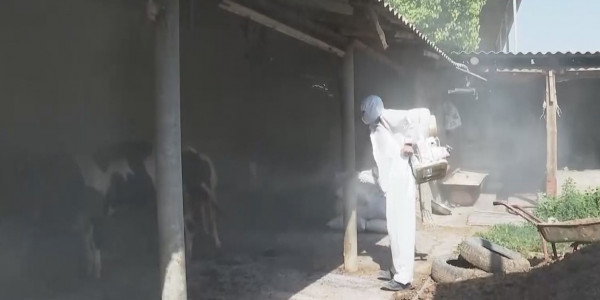 Шымкентте 762 адамды кене шақты