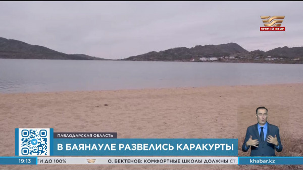 Режим ЧС могут объявить из-за нашествия каракуртов в Баянауле