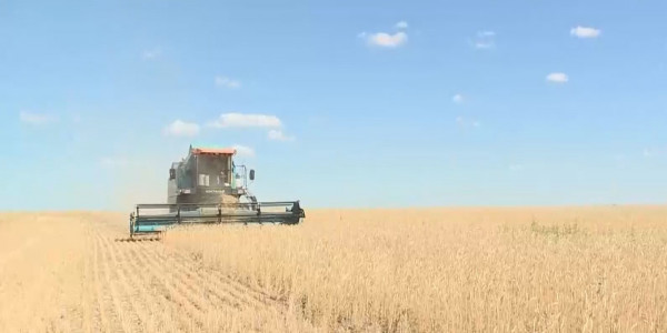 Қостанайлық диқандар егін оруға кірісті