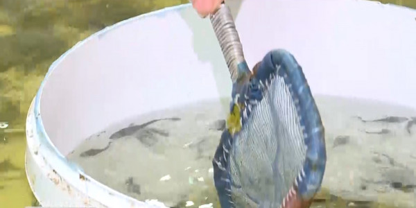 Ақтөбеліктер бекіре тұқымын көбейтуді көздеп отыр