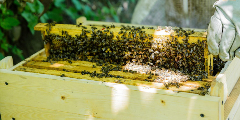 Дотации у государства просят пчеловоды ВКО
