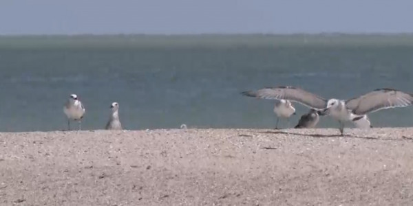 Жайық пен Каспий құс атаулының киелі қонысына айнала ма?