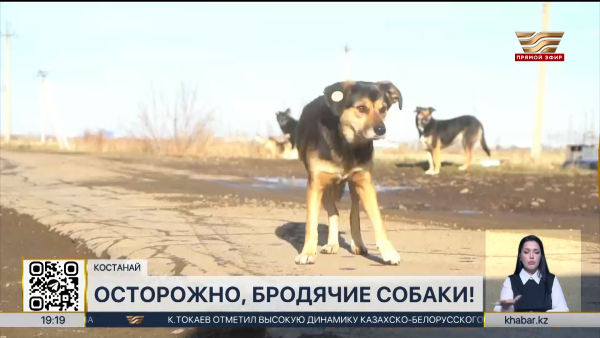 Бруцеллёз среди бездомных собак растёт в Костанайской области