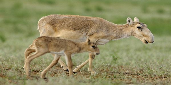 Браконьеры убили 212 особей краснокнижной сайги