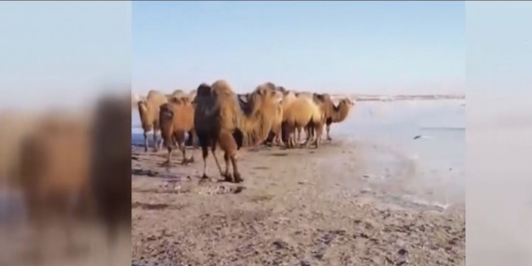 Атырау облысында төрт түлікке су жетпей жатыр