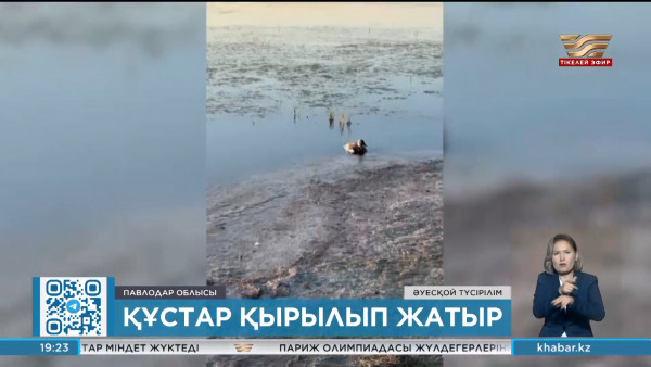Баянауыл ауданында құстар қырылып жатыр