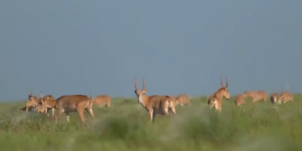 От сайгаков пострадало 36 хозяйств Карагандинской области