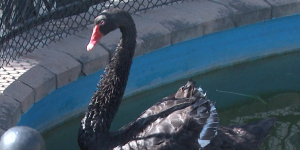 Алматинцы подрезали крылья черному лебедю, чтобы он плавал во дворе элитного ЖК