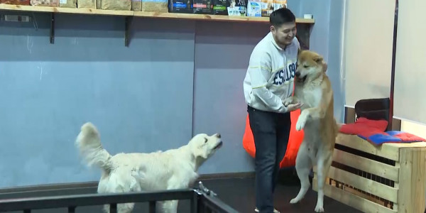 Владельцам кошек и собак могут запретить содержать не вакцинированных и нестерилизованных животных