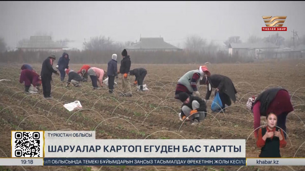 Түркістан облысында шаруалар картоп егуден бас тартты