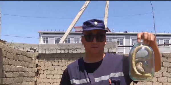 Шымкентте жылан қаптап кетті