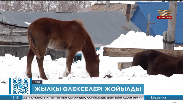 СҚО-дағы жылқы өлексері жойылды