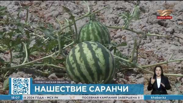 Минсельхоз борется с нашествием саранчи в Туркестанской области