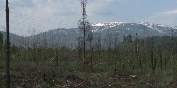 Лесной фонд в окрестностях Риддера вырубают вопреки санитарным нормам