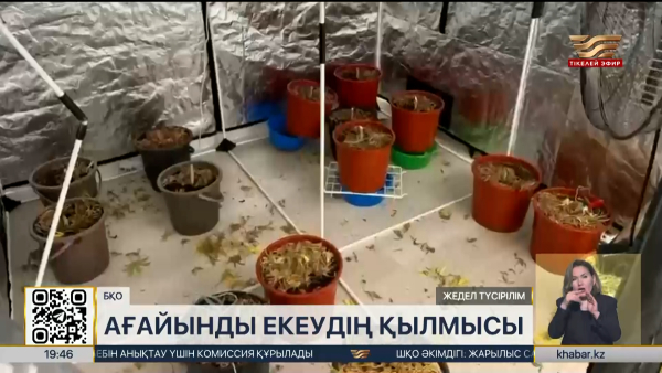 БҚО-да есірткі өсімдіктерін өсірген ағайындылар ұсталды