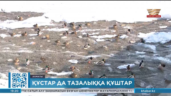 Құстар да тазалыққа құштар